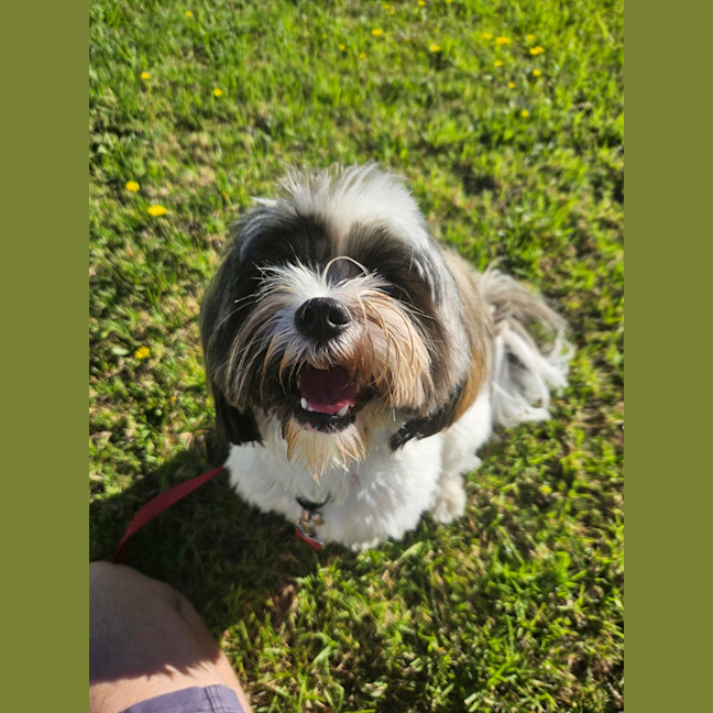 Photo of Alfie