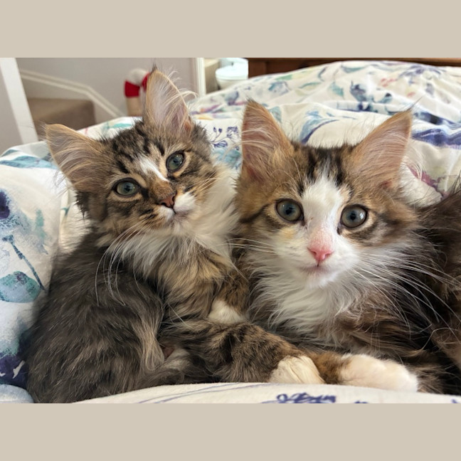 Photo of Sherlock & Sassy Pants   6 Month Old Dmh
