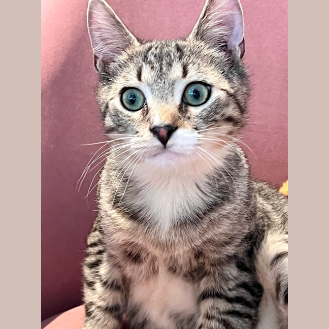 Photo of Teddy