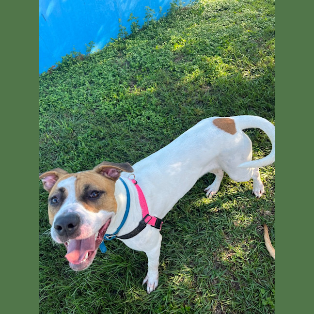 Photo of Luna