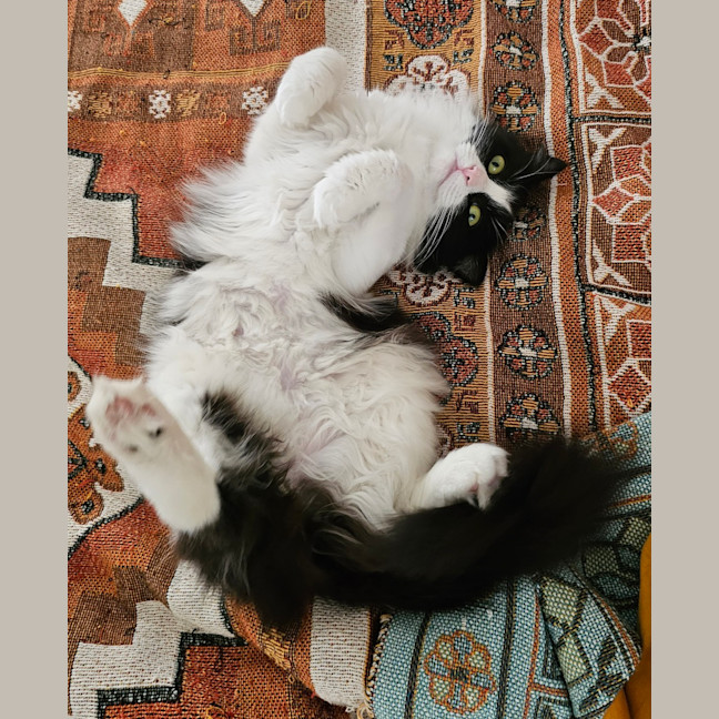 Photo of Zuri