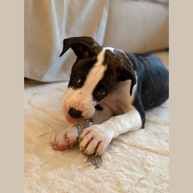 Photo of Chicken Pot Pie