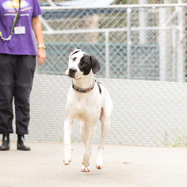 Photo of Spotty