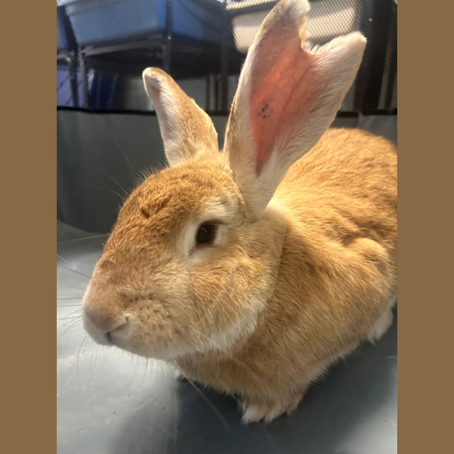 Photo of Caramel