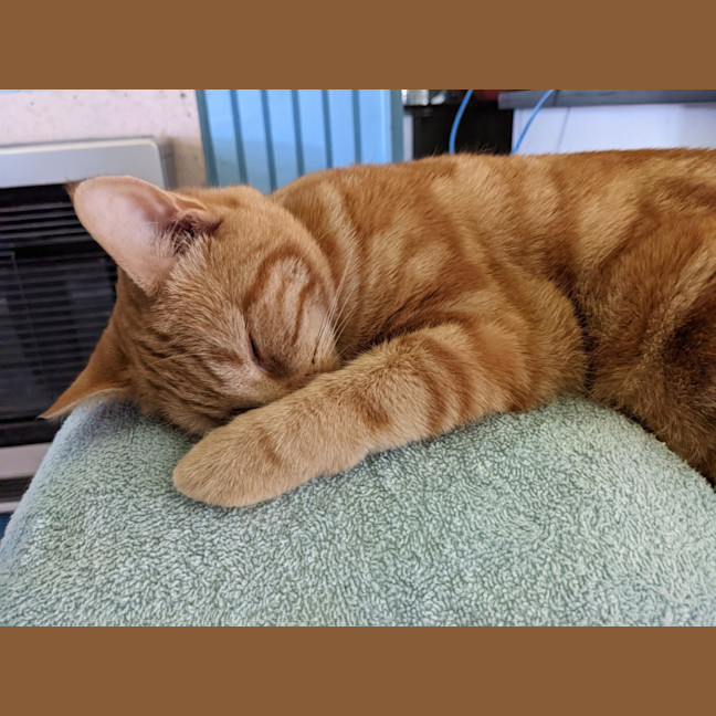 Photo of Quinn, Artemis & Ginge