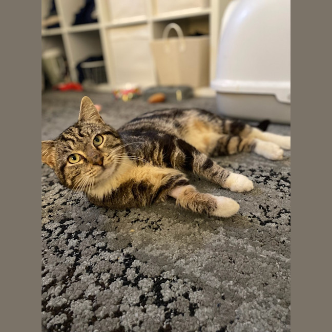 Photo of Trinket