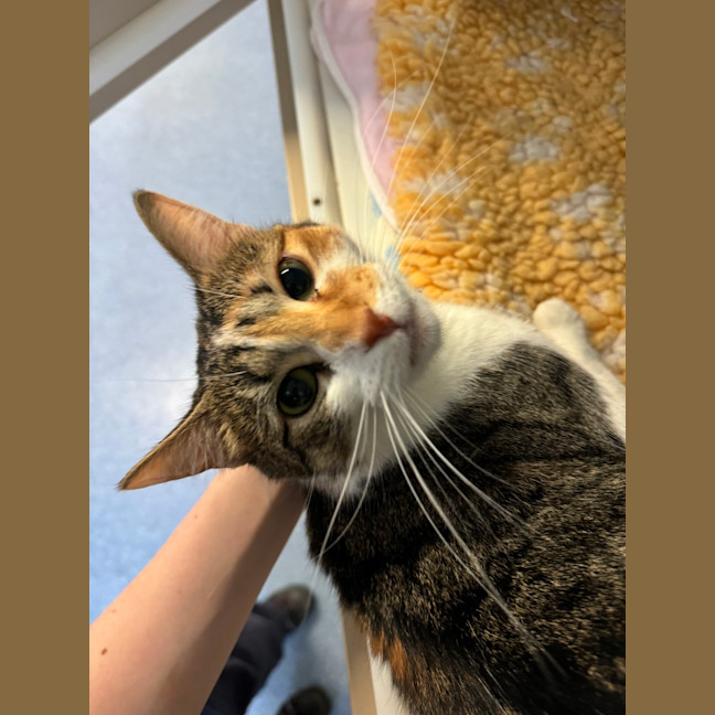 Photo of Peach