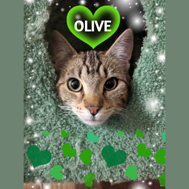 Photo of Olive
