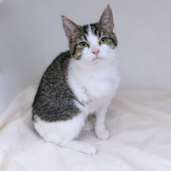 Photo of Cookie