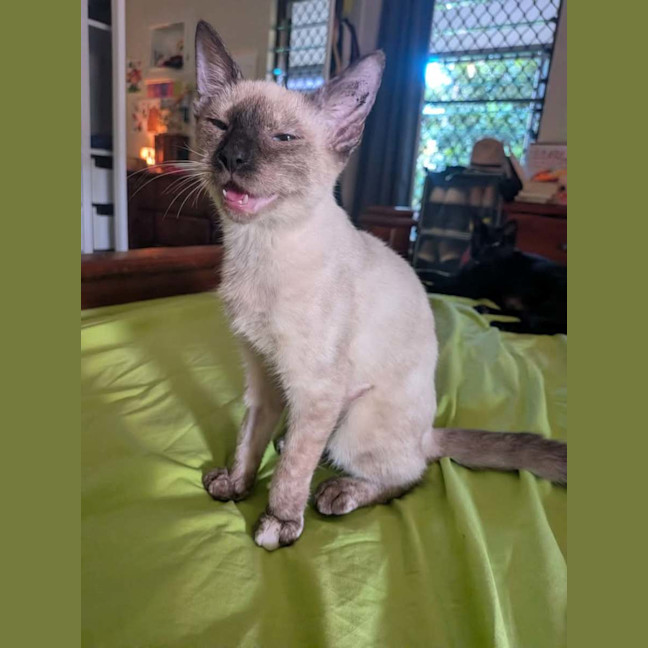 Photo of Poppy