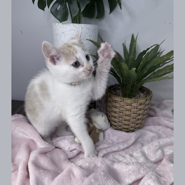 Photo of Peaches 🪷