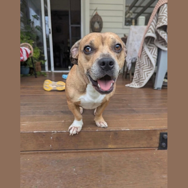 Photo of Lemon   2 Year Old Dachshund X French Bulldog