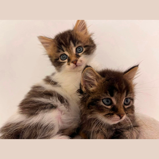 Photo of Christian And Dior