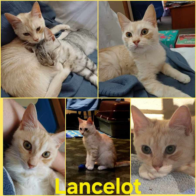 Photo of Lancelot