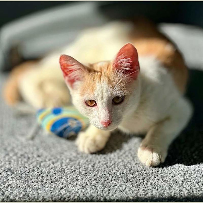 Photo of Leo