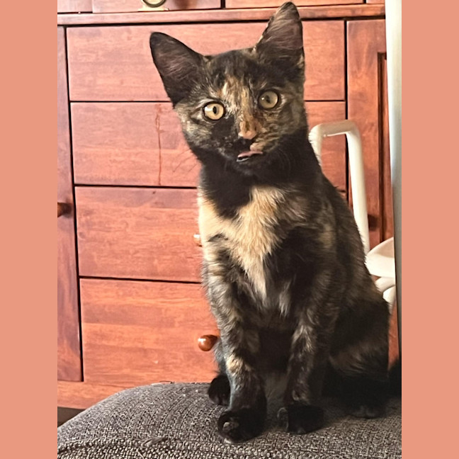 Photo of Dara   In Foster Care In Brunswick