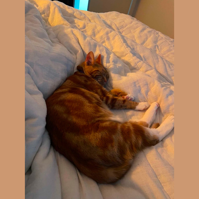Photo of Simba