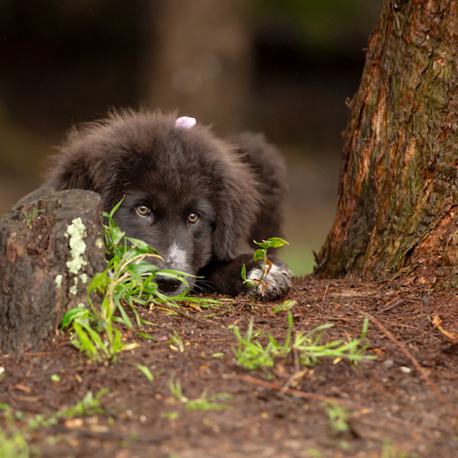 Photo of Daisy (Dipsy)