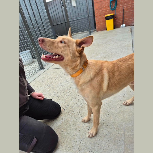 Photo of Trooper! 🦺