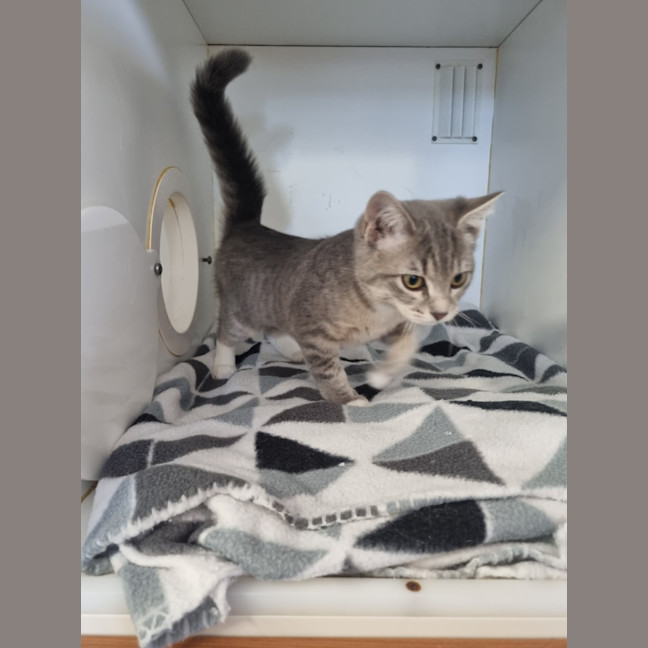 Photo of Gidget
