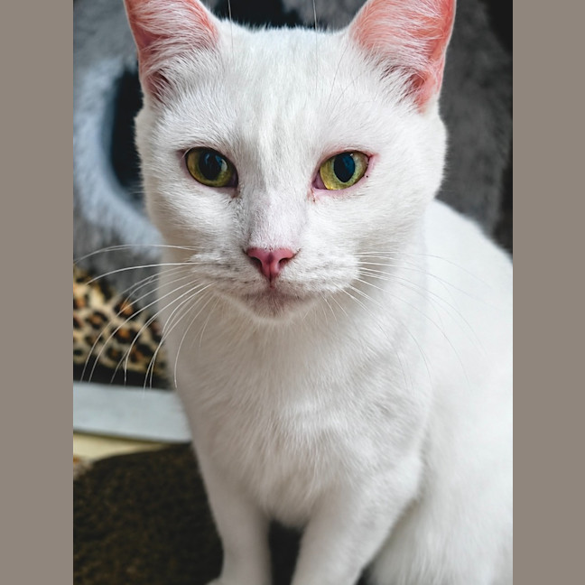 Photo of Indigo