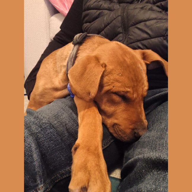 Photo of Spensa   5 Month Old Bull Arab X