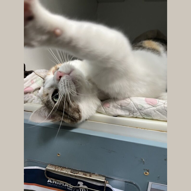 Photo of Maisy