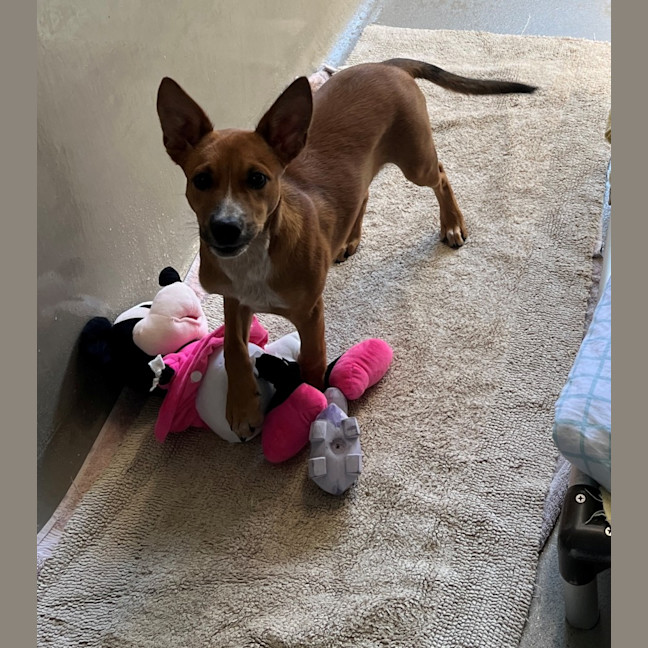 Photo of Cyrus (8911)