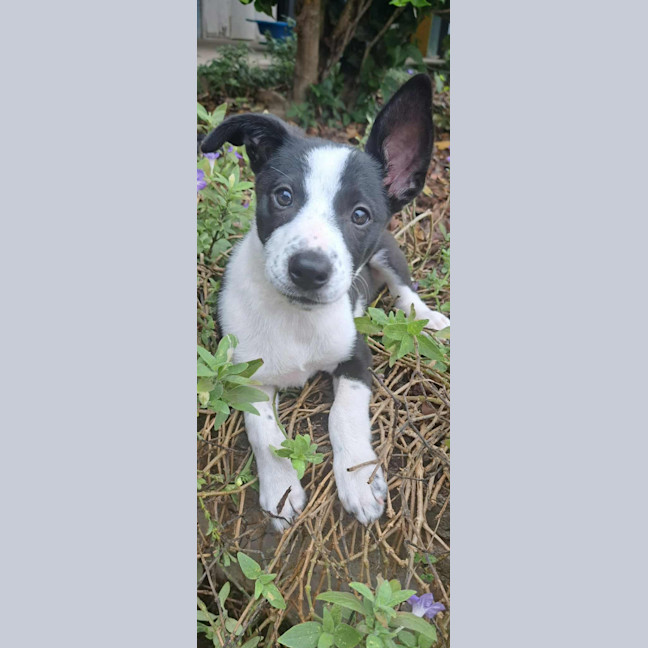 Photo of Elsie