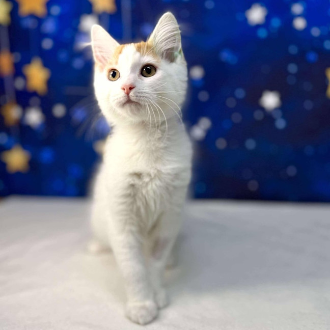 Photo of Rome   Located In Preston