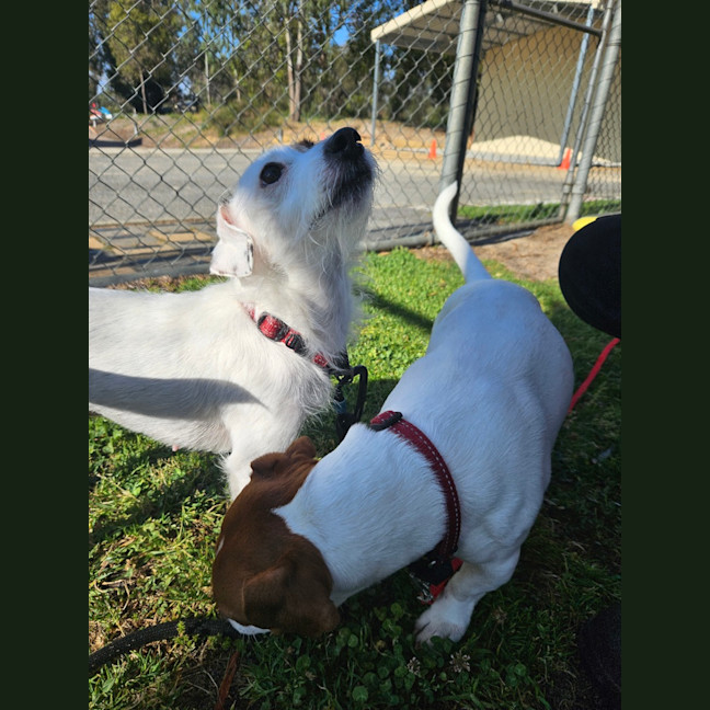 Photo of Patch