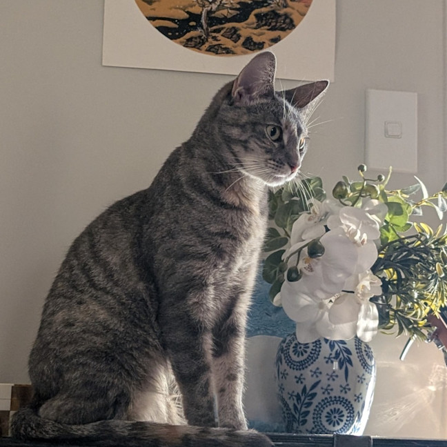 Photo of Luna