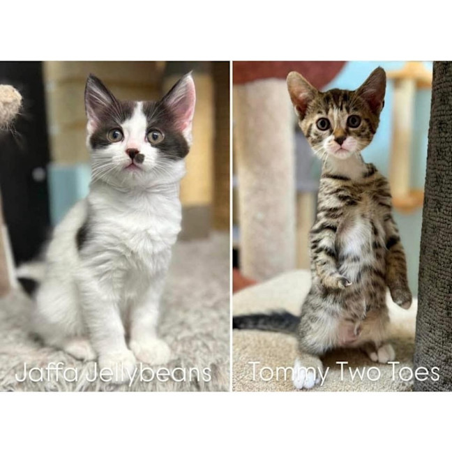 Photo of 11212   Tommy Two Toes 