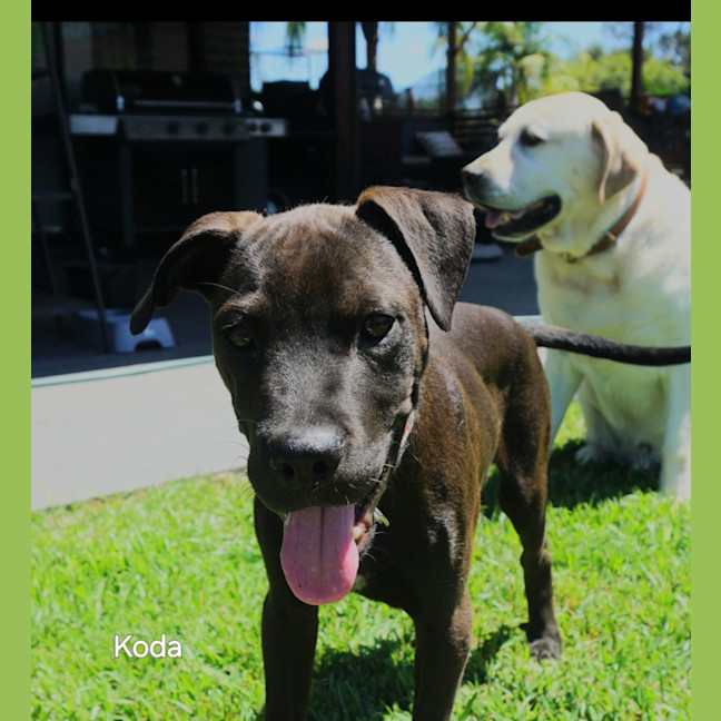 Photo of Koda 