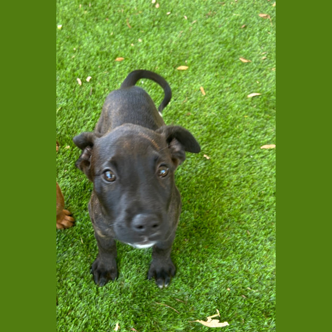 Photo of Pepper