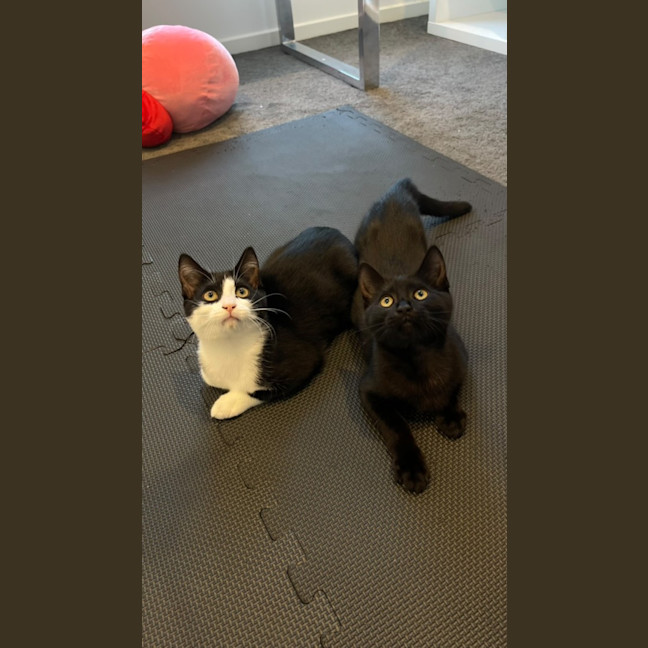 Photo of Peanut & Pickle