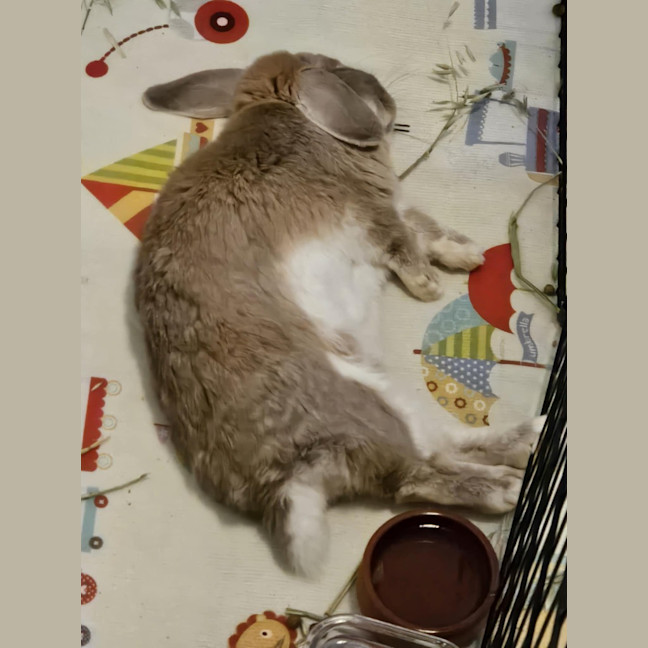 Photo of Celia / Ginger / Bonnie