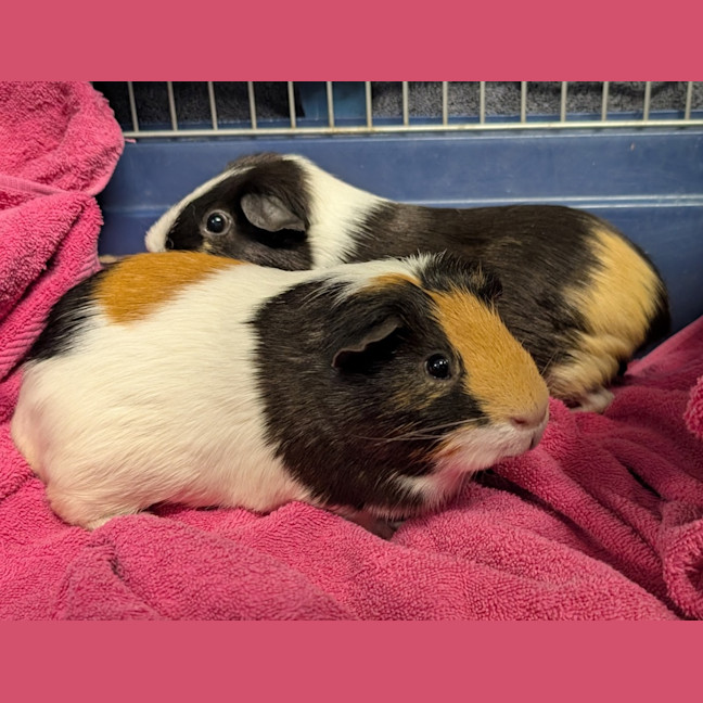 Photo of Spot 