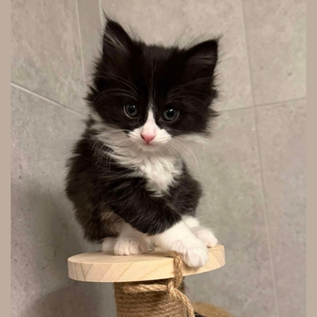 Photo of Chaos Monkey & Splunk 