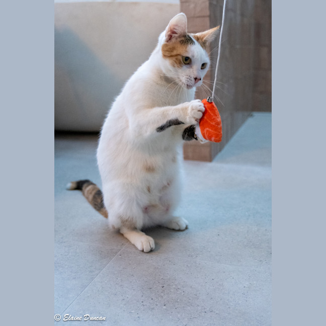 Photo of Pancake