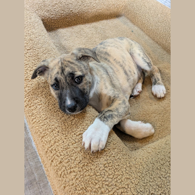 Photo of Daffodil