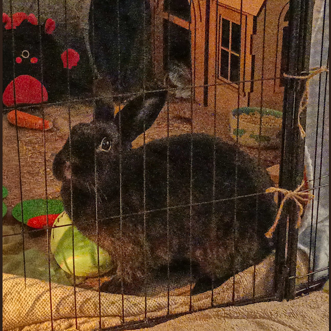 Photo of Dutchess