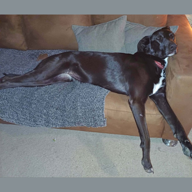 Photo of Kora