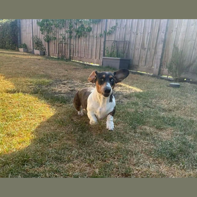 Photo of Luna