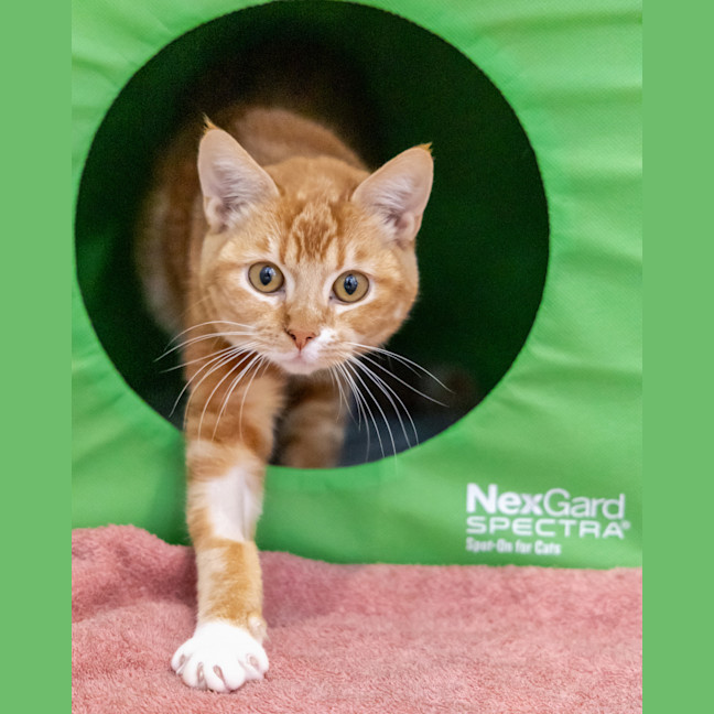 Photo of Carrot Cake