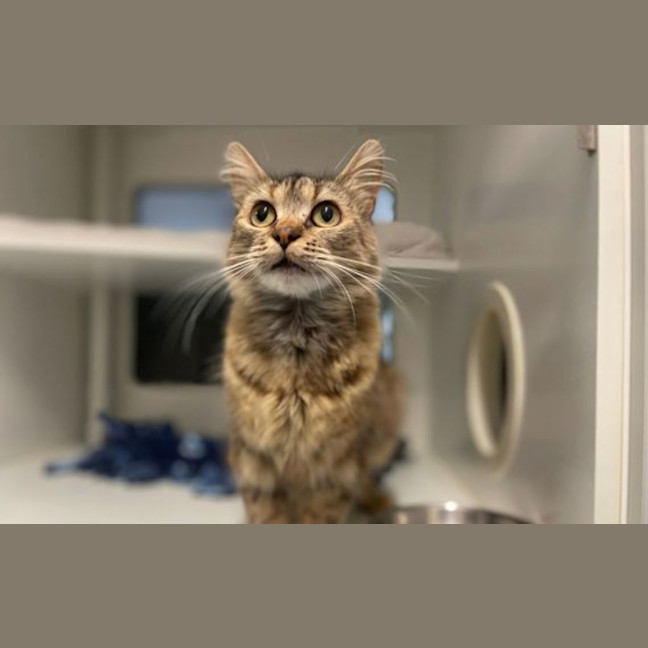 Photo of Suki