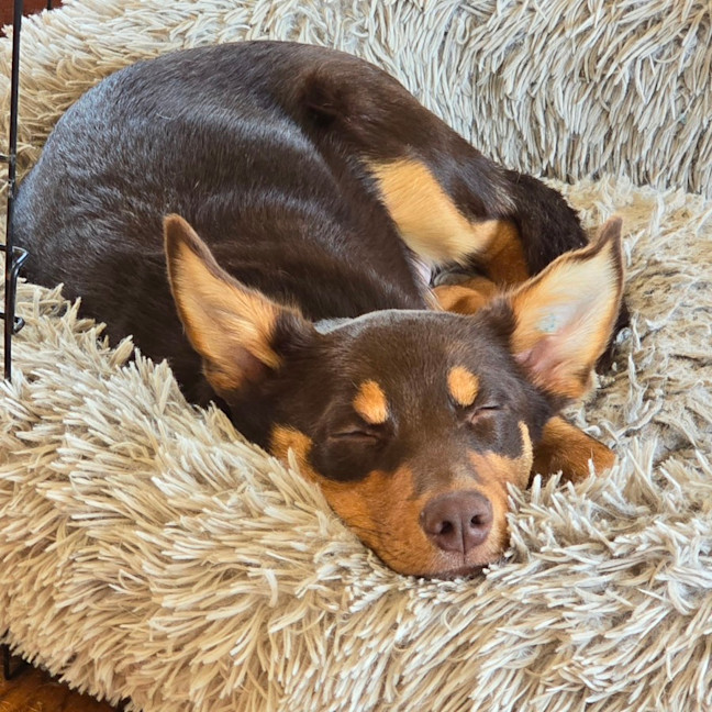 Photo of Baguette