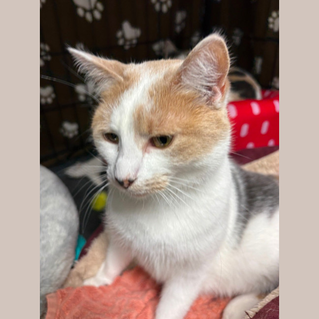 Photo of Caramel 