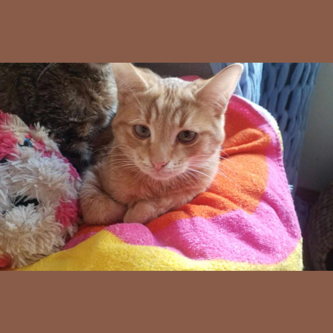 Photo of Thor