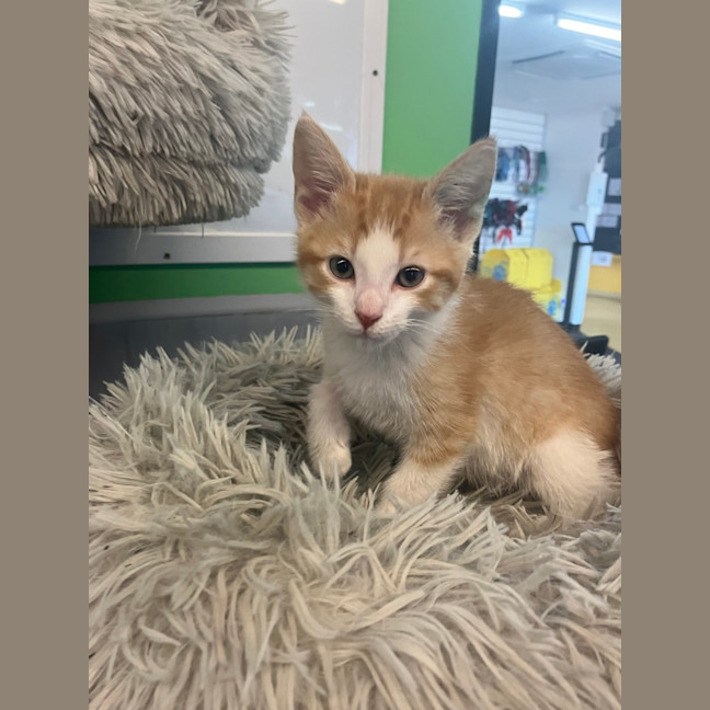 Photo of Captain Nathaniel Flint